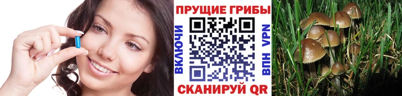 Псилоцибиновые грибы Psilocybe  Байкальск 